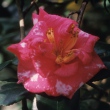 Fannie Bolis